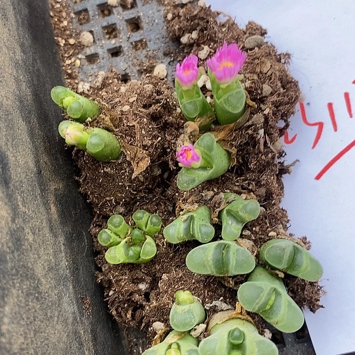 23117一组风铃。