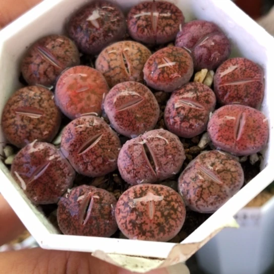 1320，1.4厘米左右酒红如图