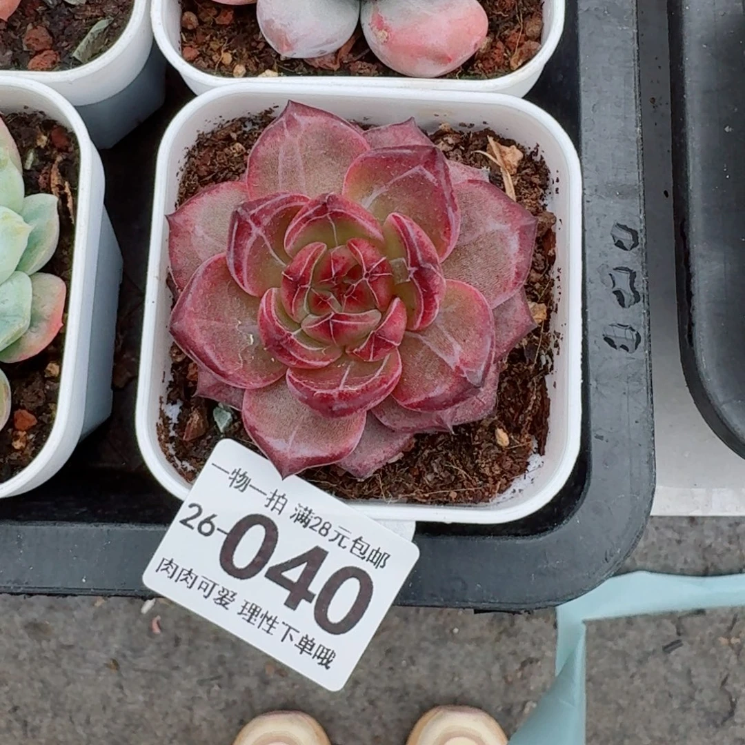 黑武士无盆土发货无盆土发货无