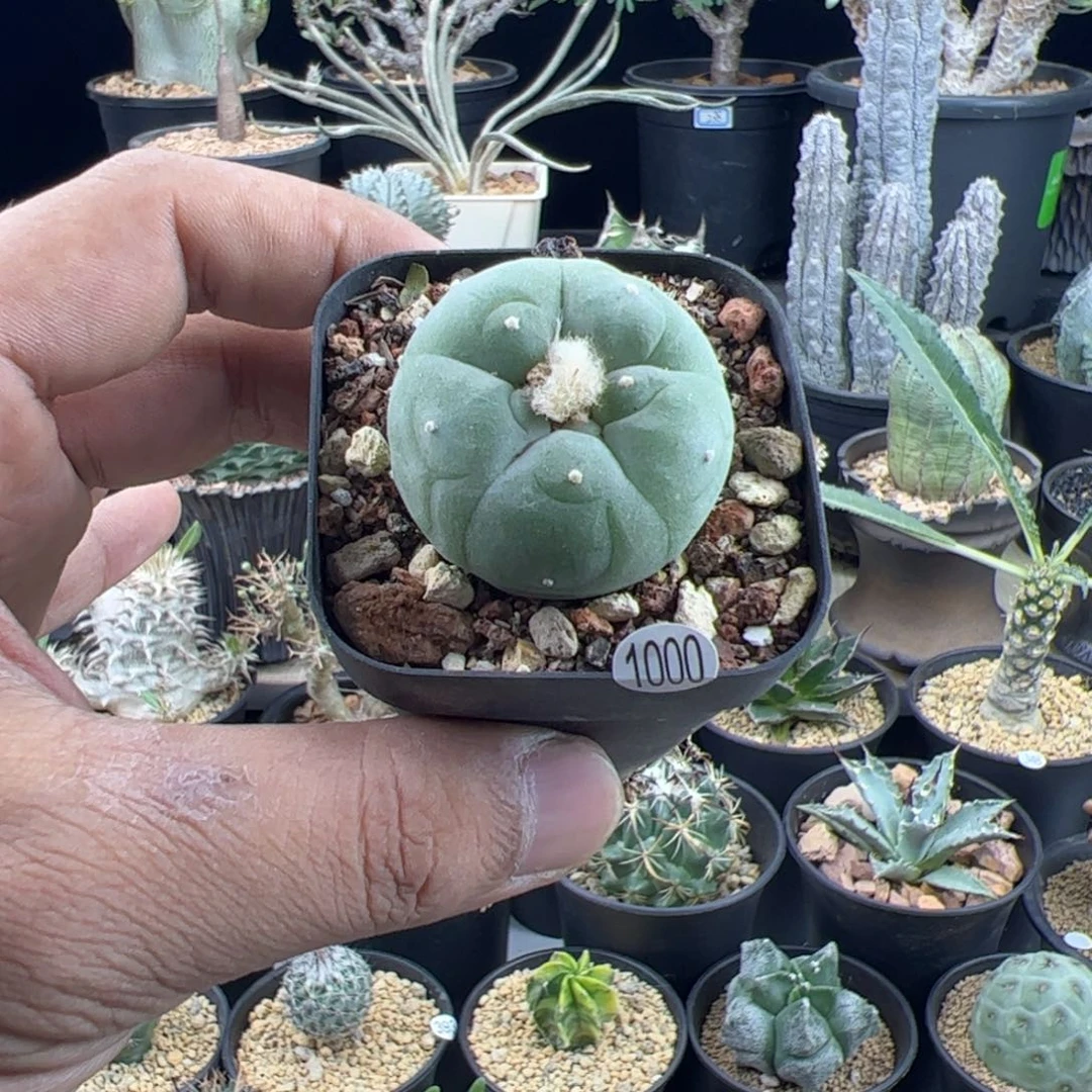 H***兒草球实生3.5一物一拍