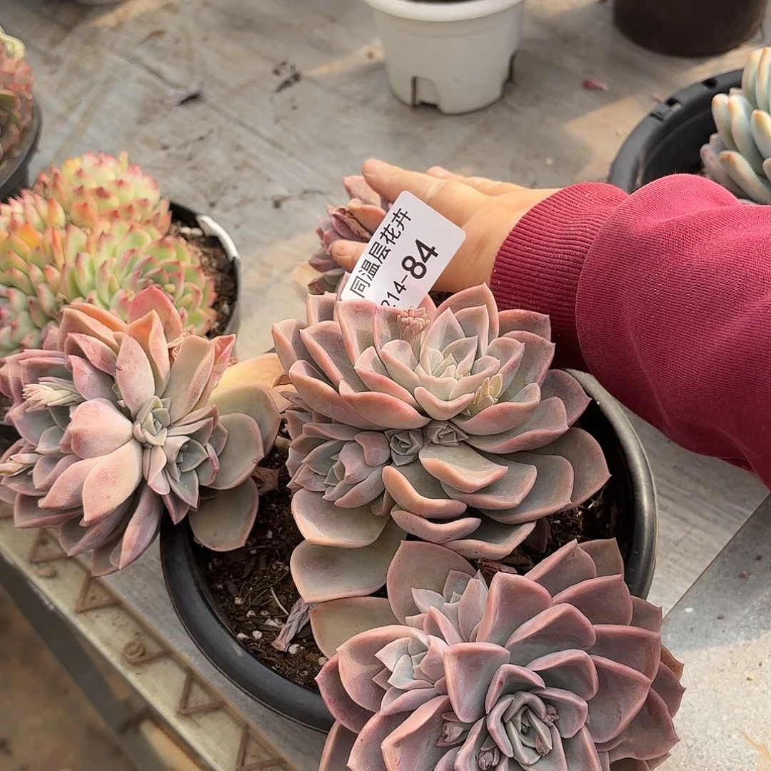 同温层多肉哈利84