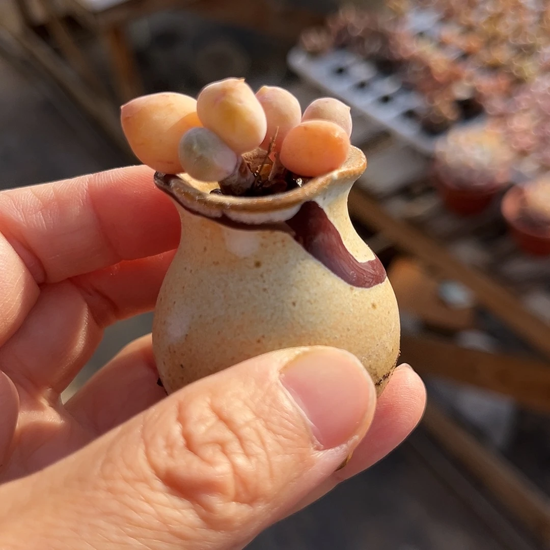 乌里韦亚精控双头满200包顺丰