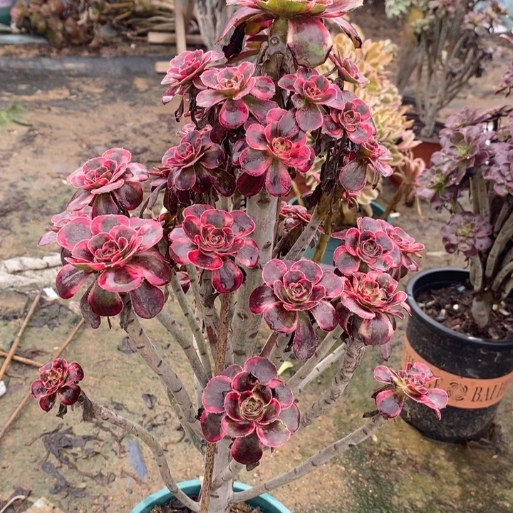 丽娜27多肉植物法师法师