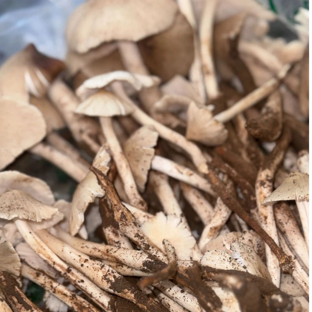 云南新鲜鸡纵菌 460g鸡纵菌