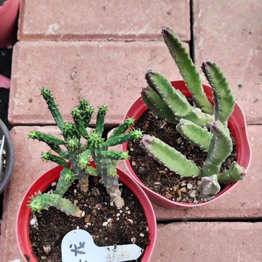 九头龙加大花犀牛角