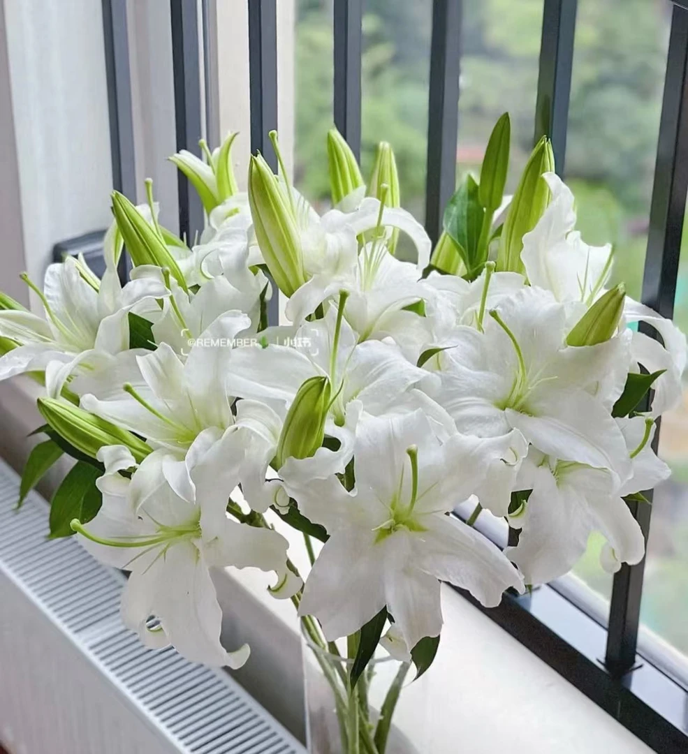 {云南基地直发}西伯利亚香水百合