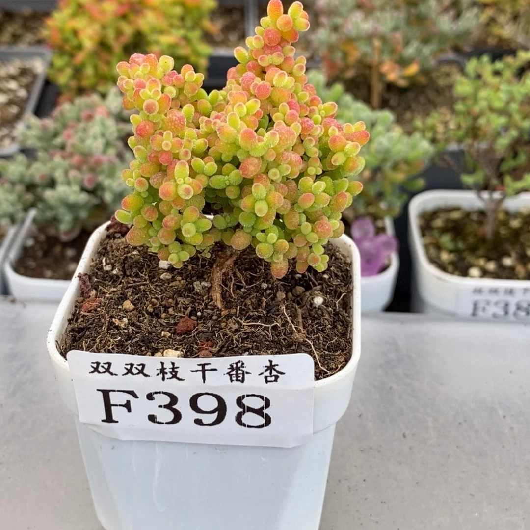 398蜜橘。
