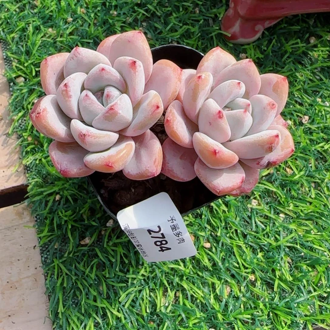 星星雪，2784多肉植物