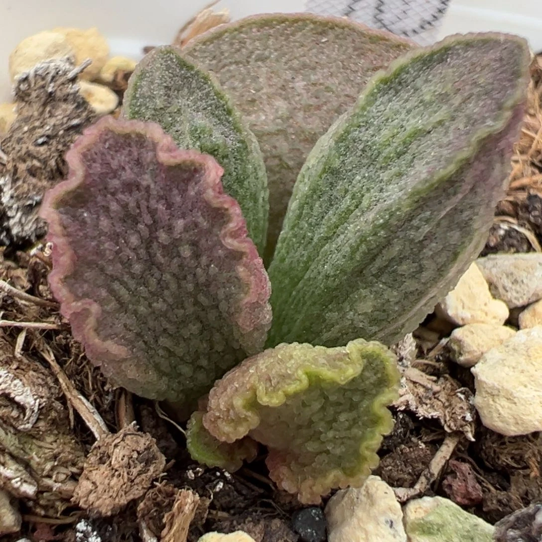 实生新品大苗多肉植物水泡