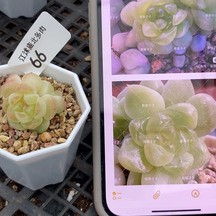 标66现金财富一个