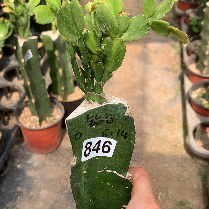 平****。846嫁接蟹爪兰：钻石（随单）