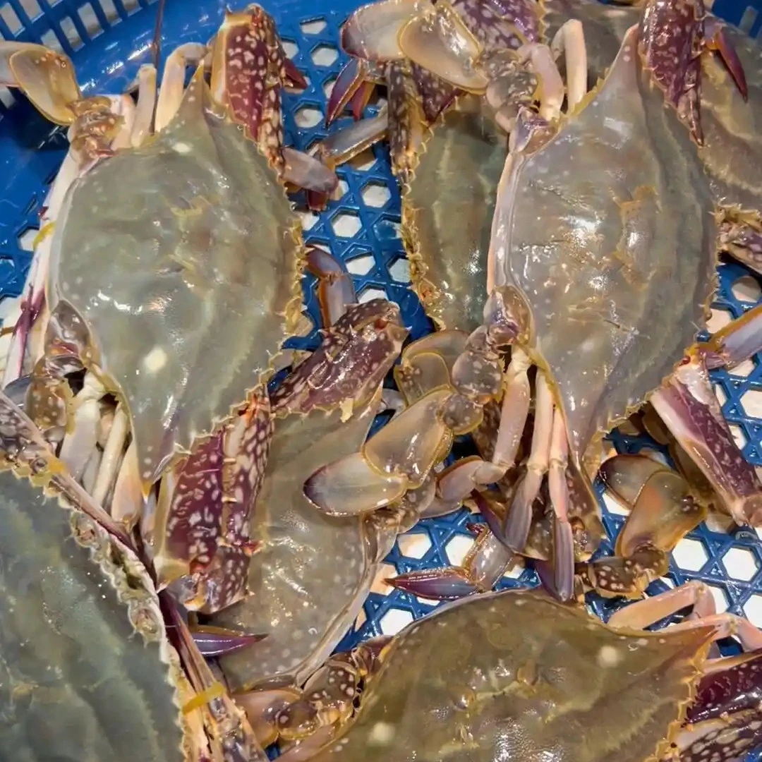 鲜活梭子蟹 500g/份（有红皮筋有重量建议勿拍）