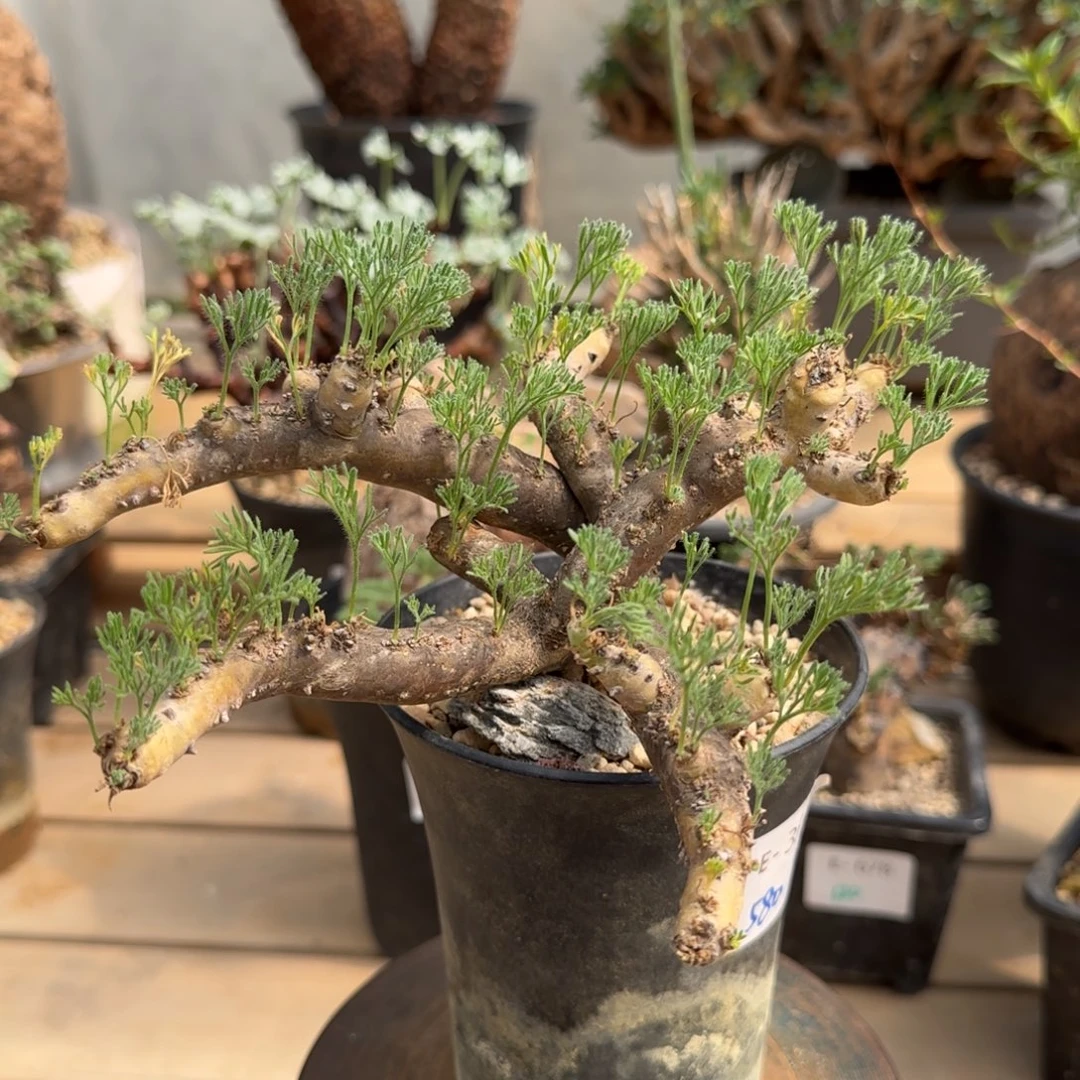 354黑皮月界块根植物