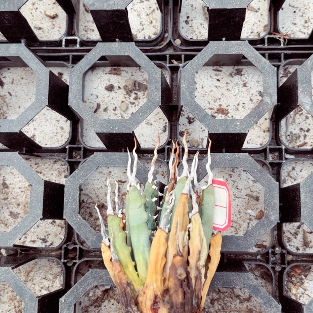 【闪购商品】0*5妖炎