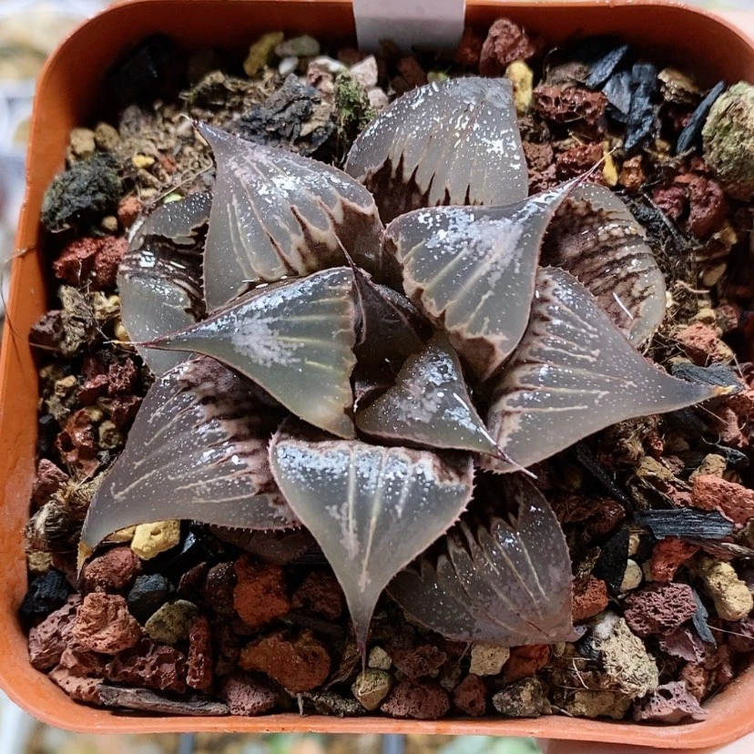 【闪购商品】42云窗pinky
