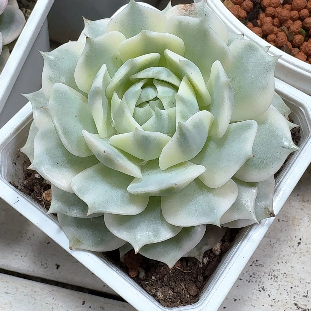 露娜莲锦多肉植物