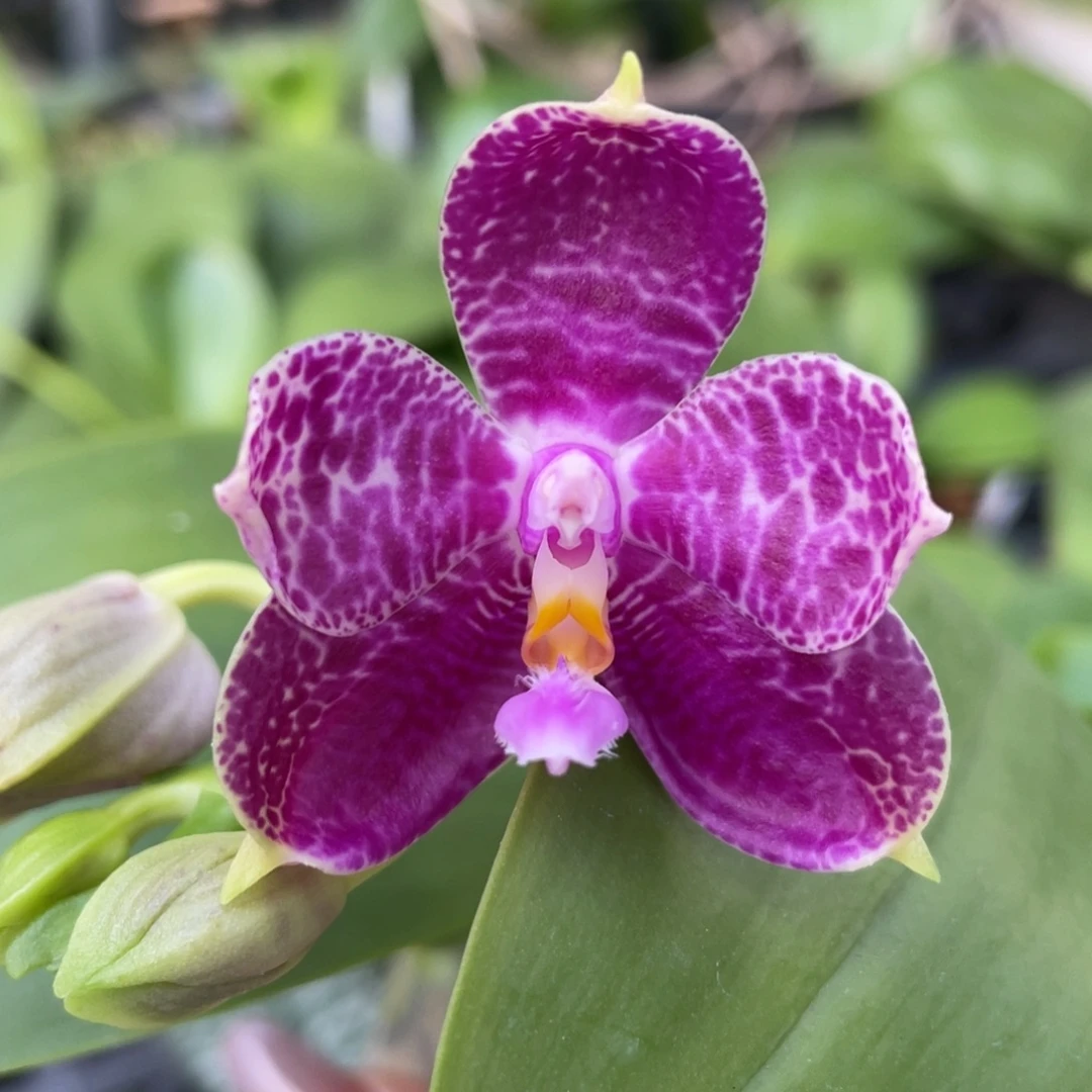 完全开放yw08，香，开花株