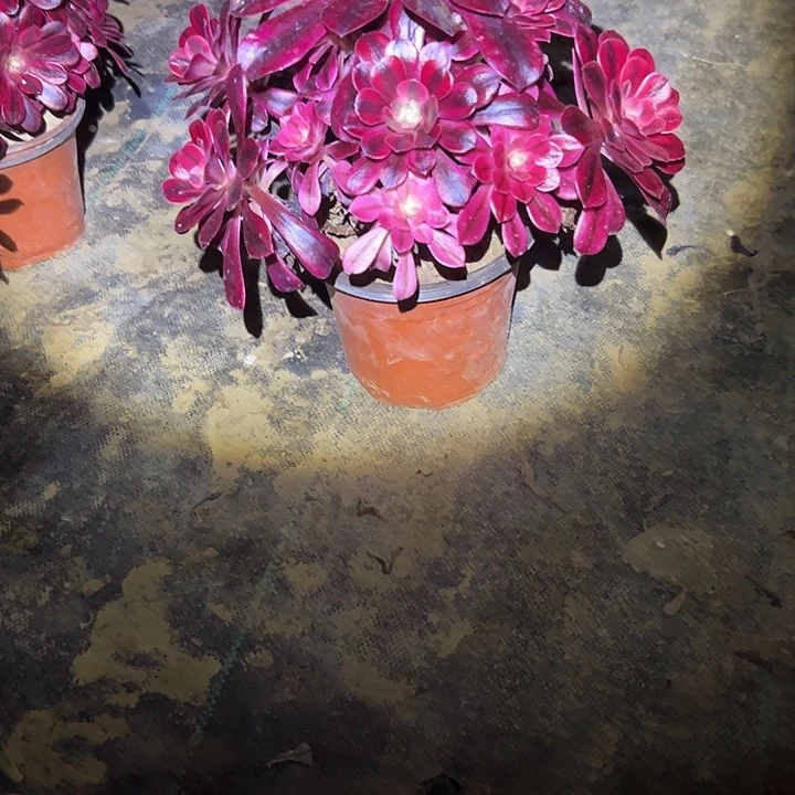 多肉链接一物一拍47