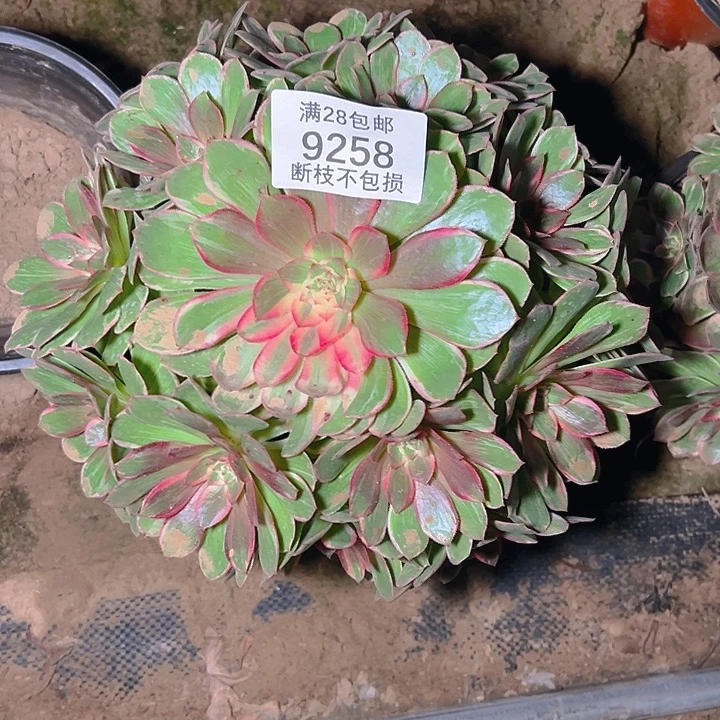 9258莲花座多肉植物