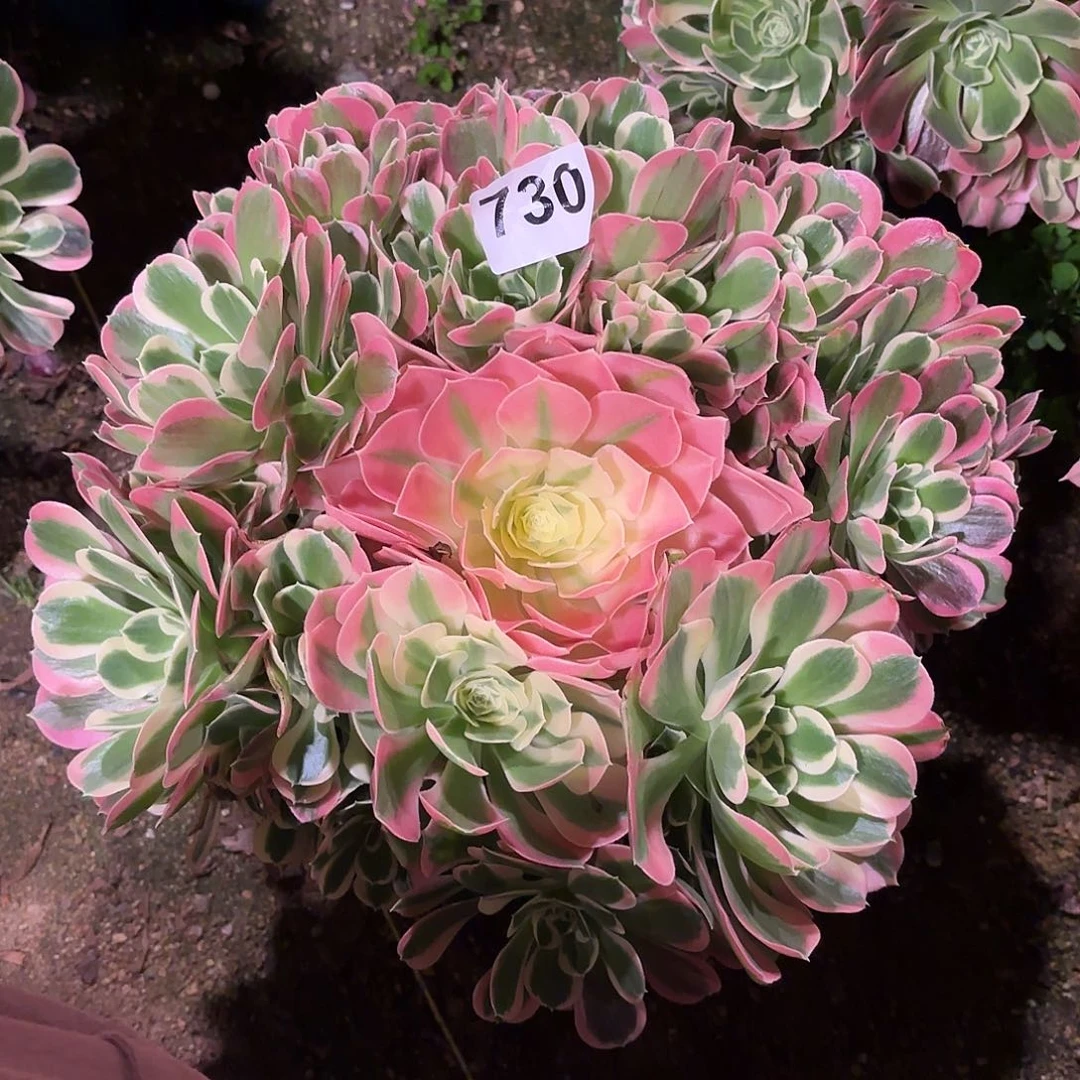 多肉法师白凤730