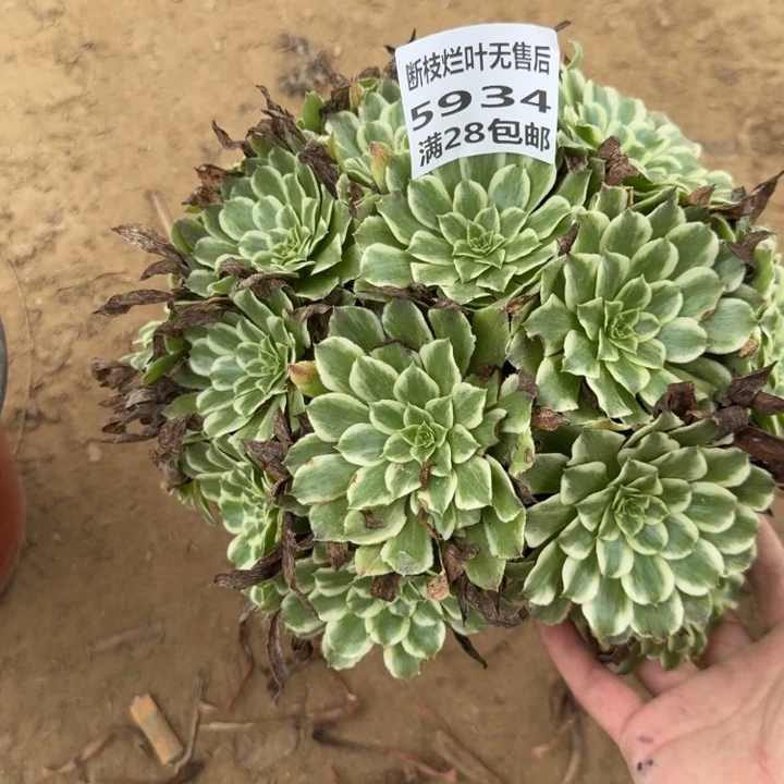 5934二号棚碧浪丛林A