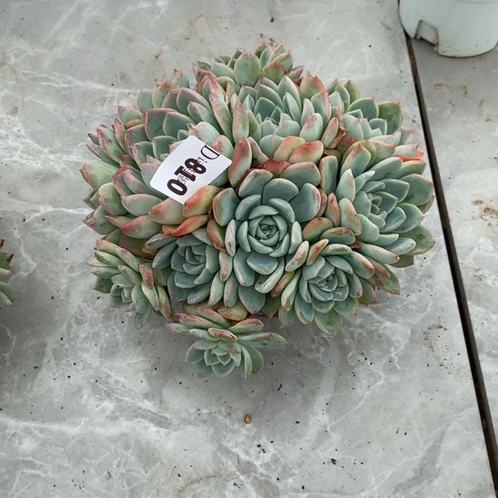 余***i810莎莎女王多肉植物
