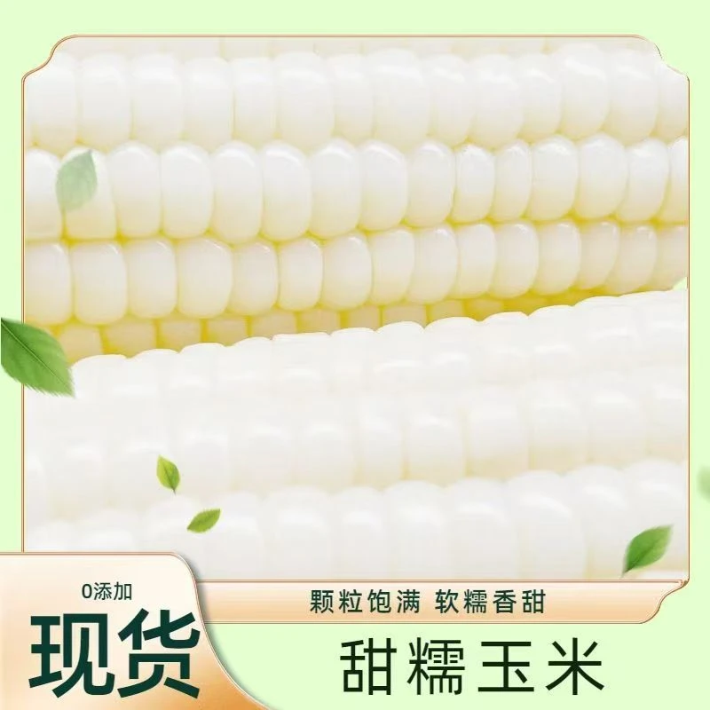 新疆阿勒泰白糯玉米非转基因无农残真空锁鲜（170-220g/根）