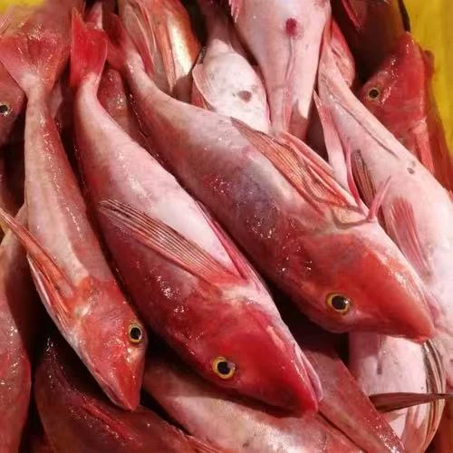 惠来神泉港红娘鱼红角鱼六角鱼鲂鲱鱼肉多刺少处理干净400