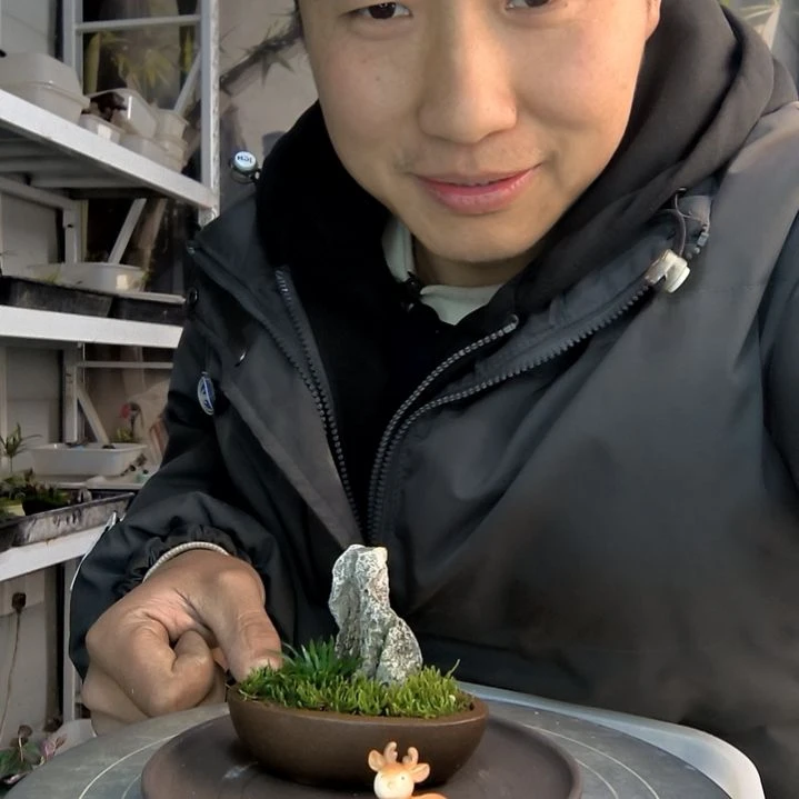 小盆景小植物一物一拍93