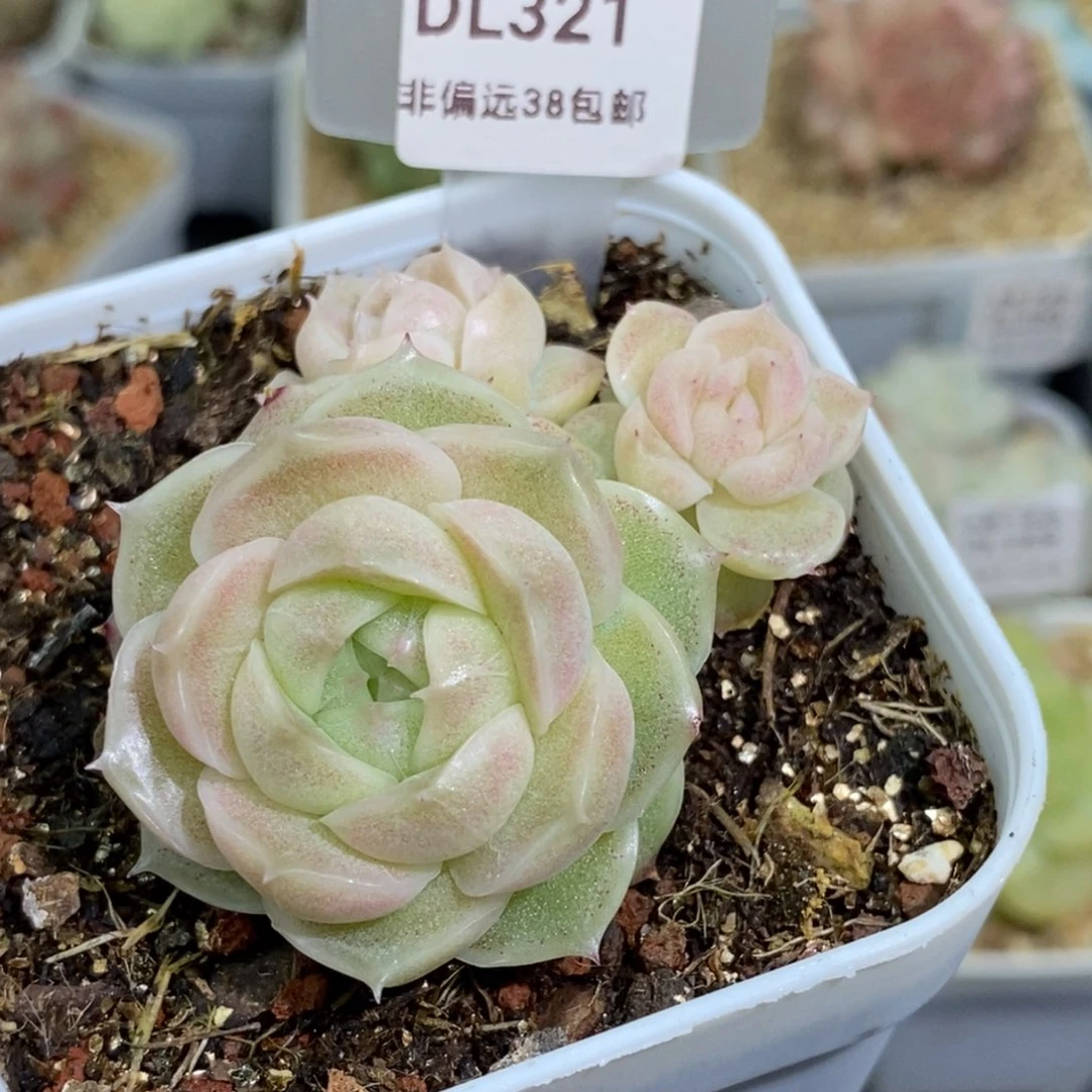 321东篱下多肉植物盆栽