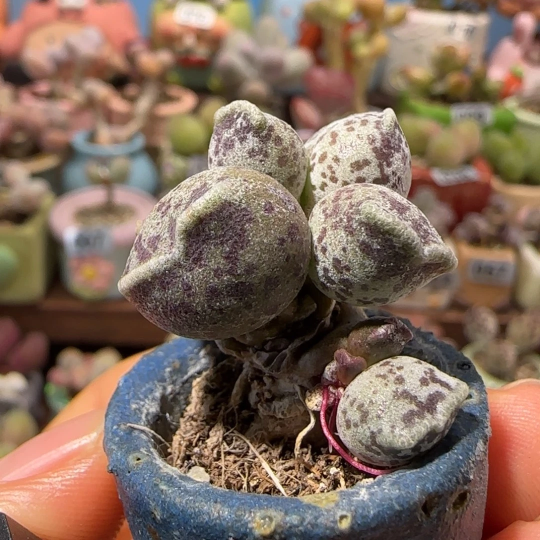 T肥肥猫耳海豹盆口2.5cm