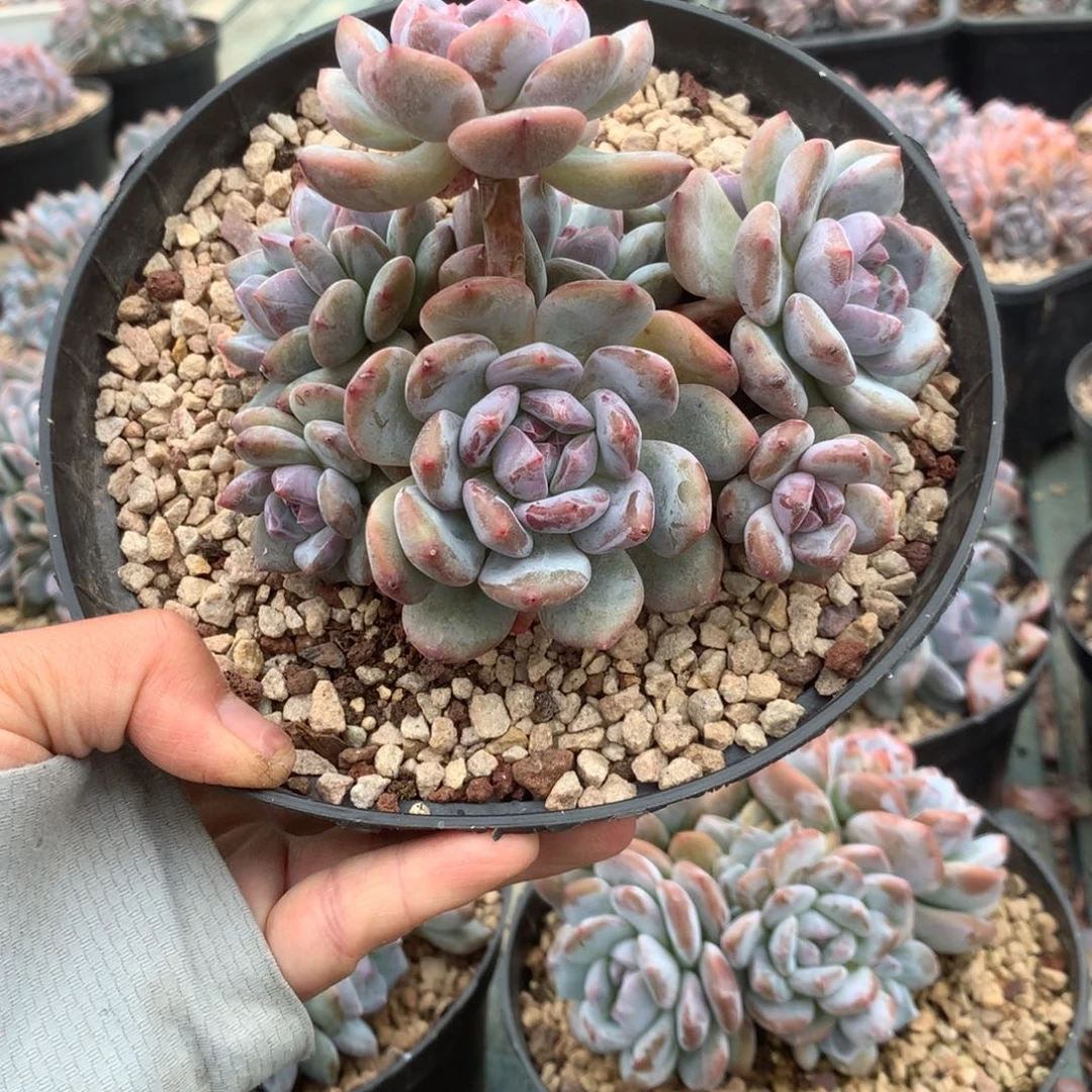 无花朵哈哈哈哈哈哈哈哈哈哈7