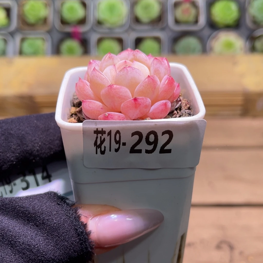 花利美19-292白桃汽水