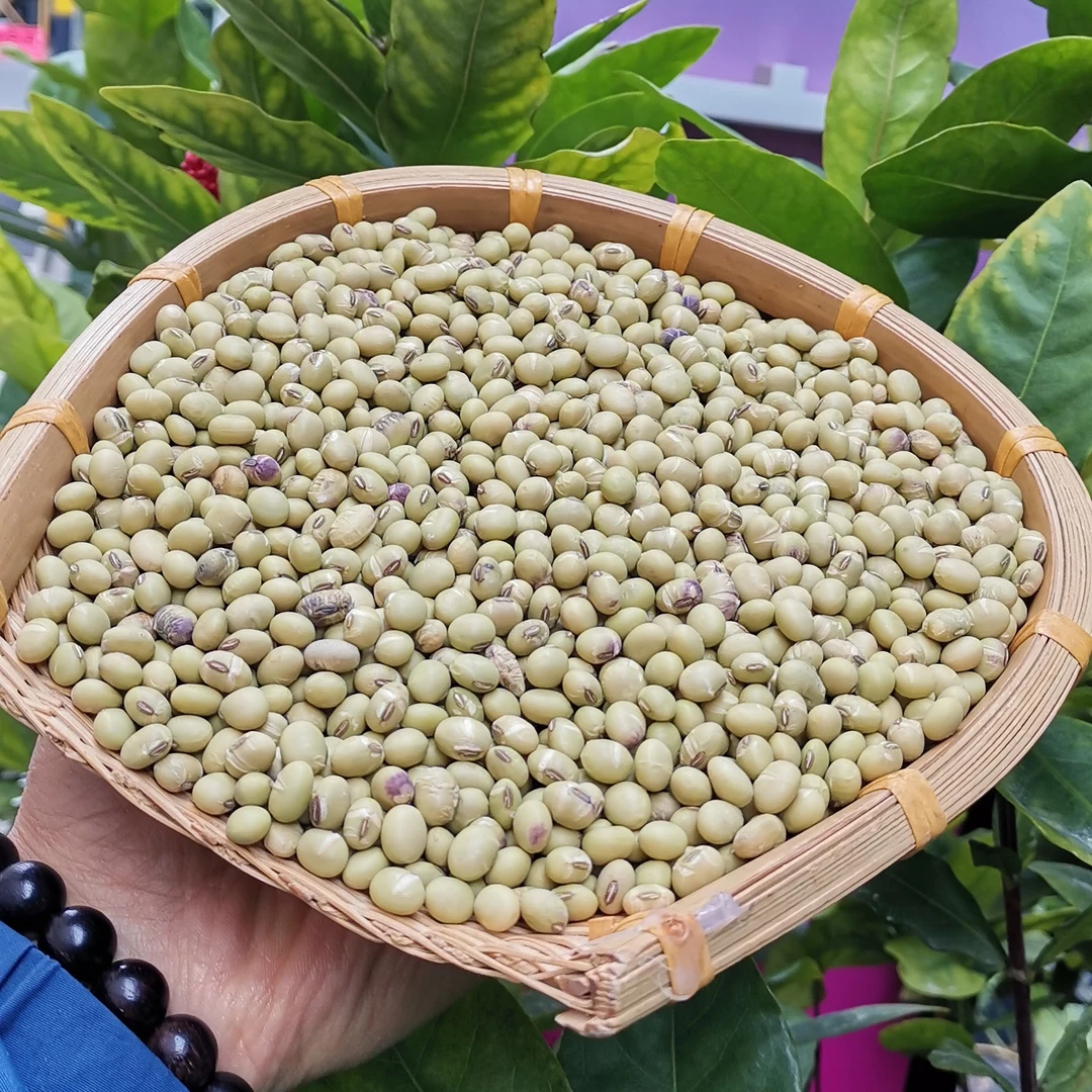 三明农家自种青皮黄豆老品种土黄豆杂粮