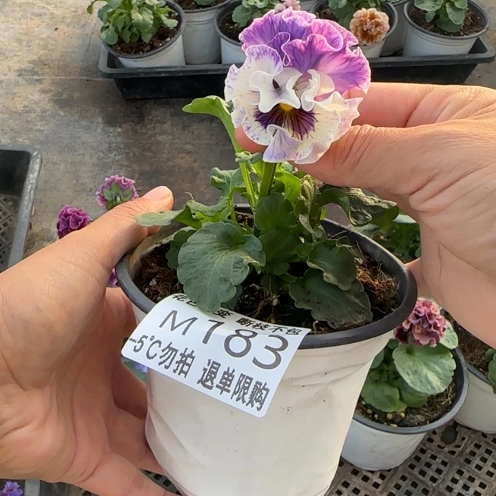 水***糖无花朵M183角堇小苗一物一拍默认苗晃