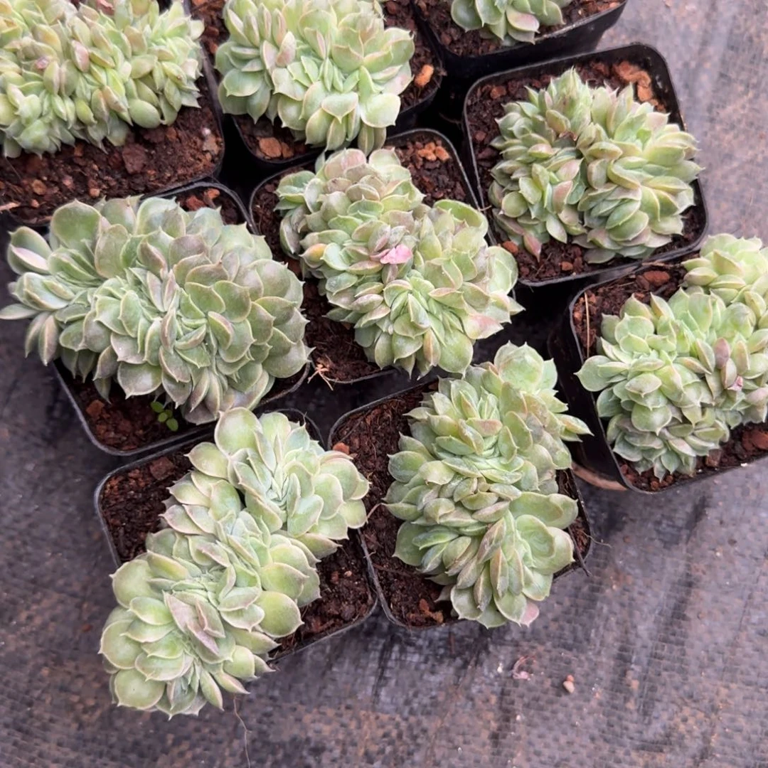 无花朵昂斯诺缀化7方带盆