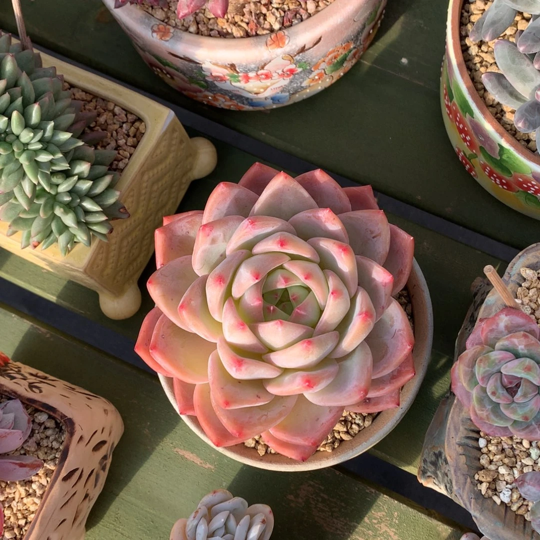 海洋之心 单头 一颗