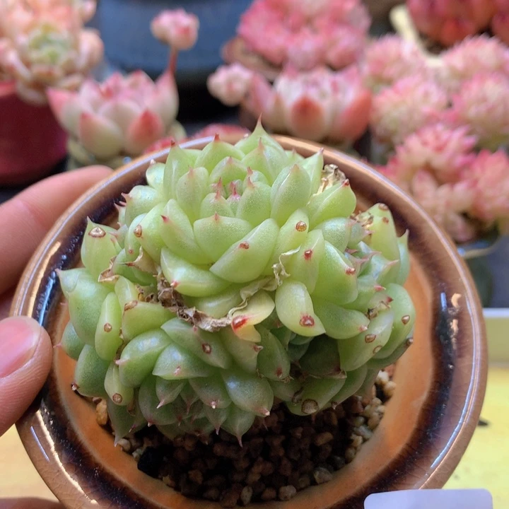 一物一拍满38包邮A642