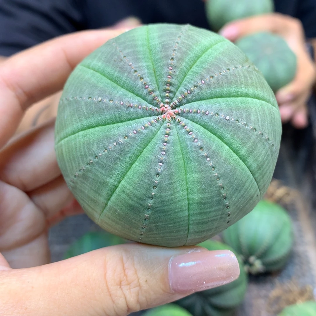 实生 矮胖 欧布6公分起发