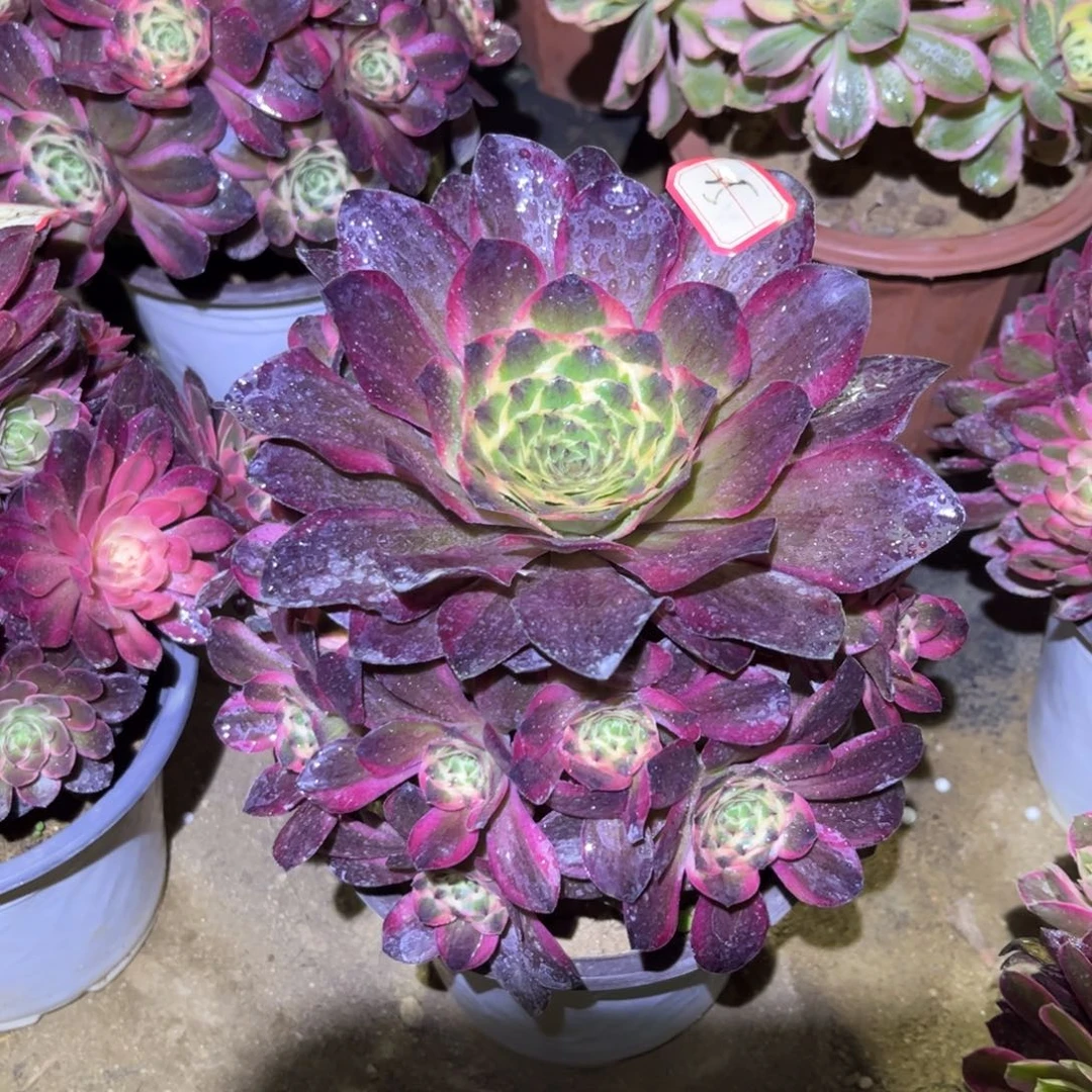 25多肉植物纳福法师