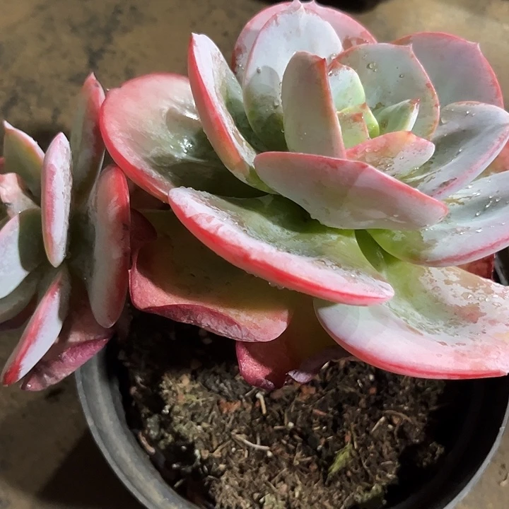 双头白凤精控老桩