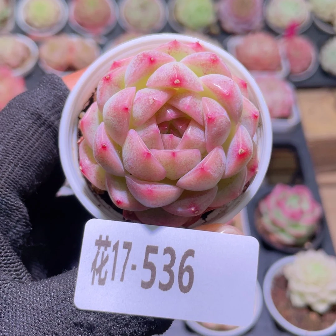 花利美17-536新品