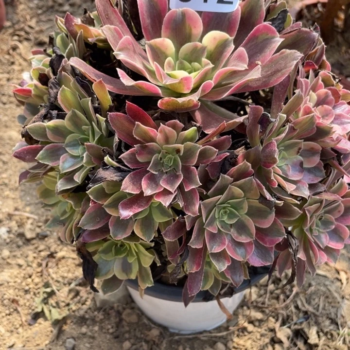 无花朵312多肉植物梦娜丽莎