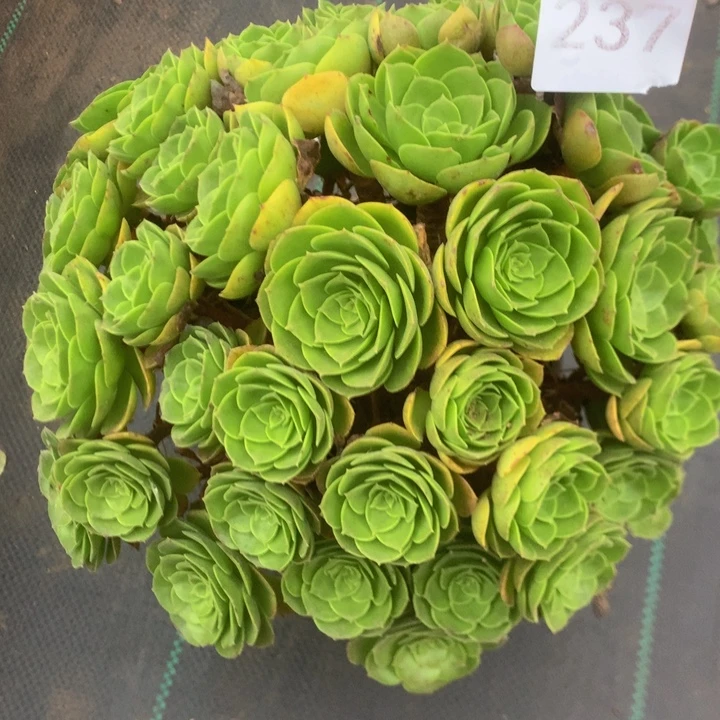 237万圣夜多肉植物