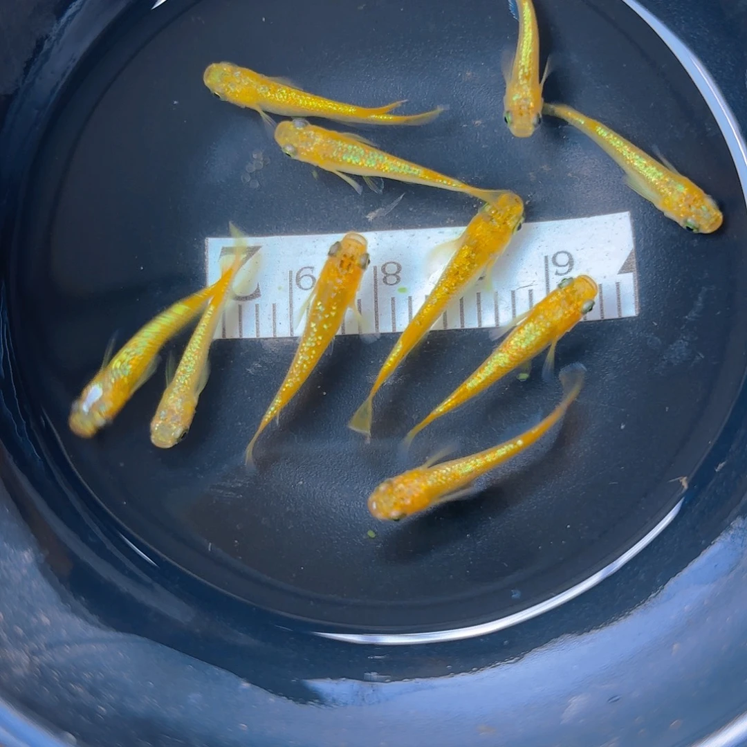 青鳉阳光，85号链接