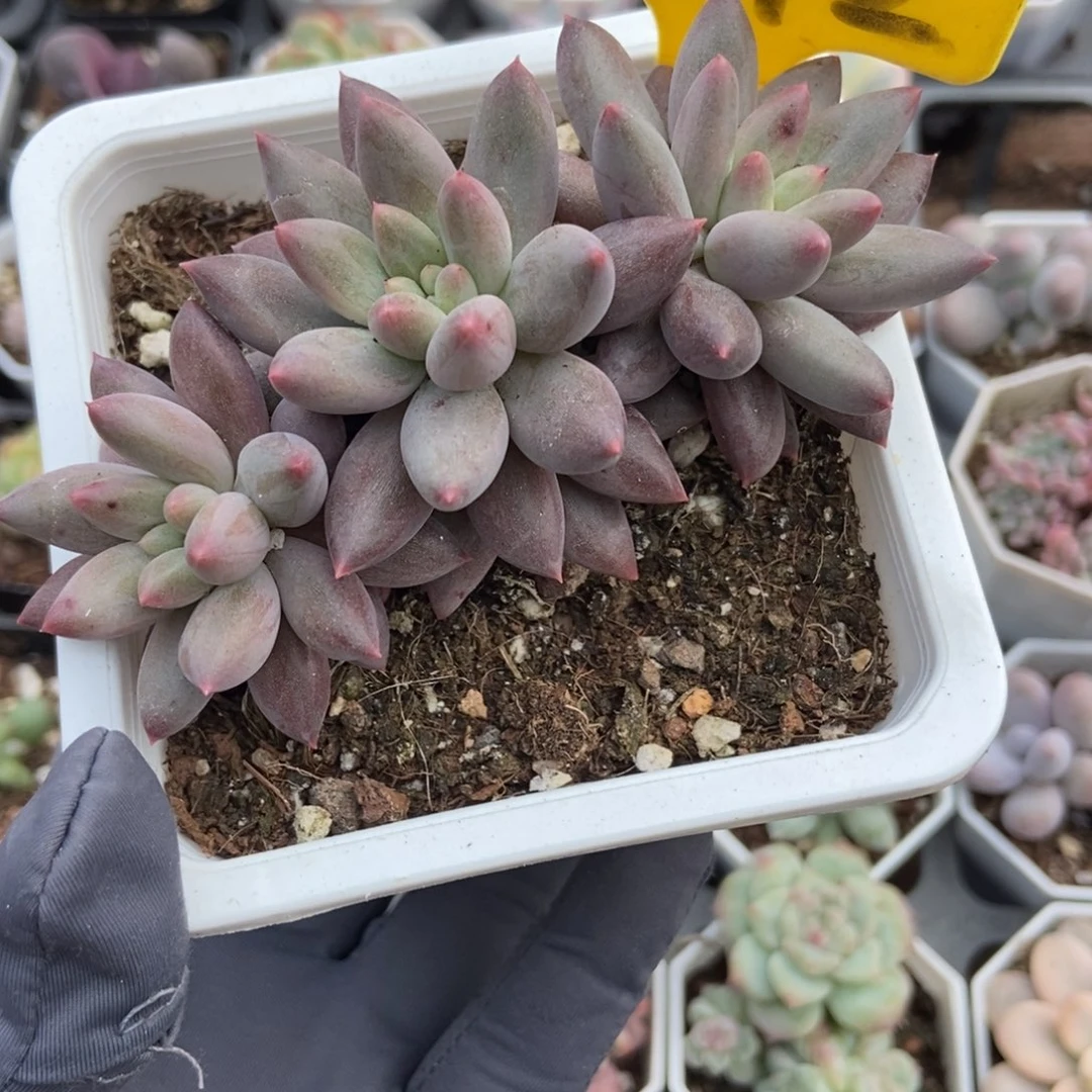 542车厘子多肉植物