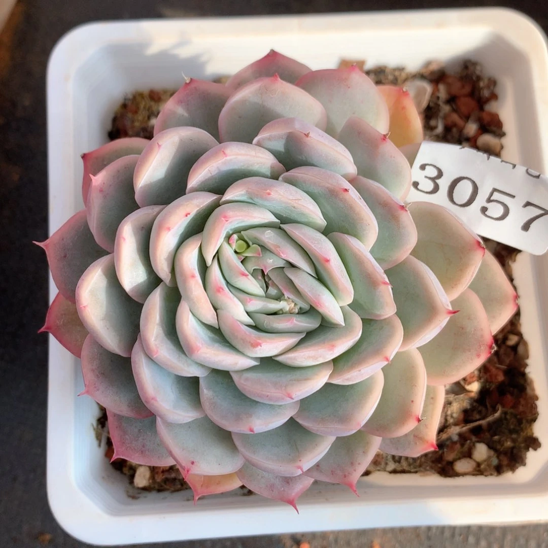 3057杂交多肉植物