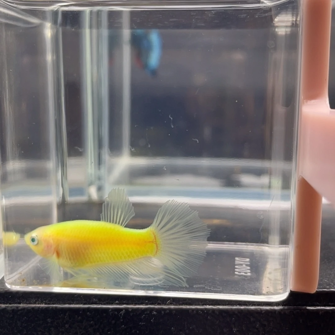 斗鱼可博泰斗092732