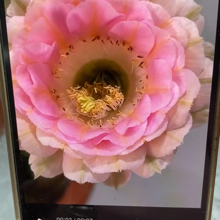 彩草520号一盆2棵干皮