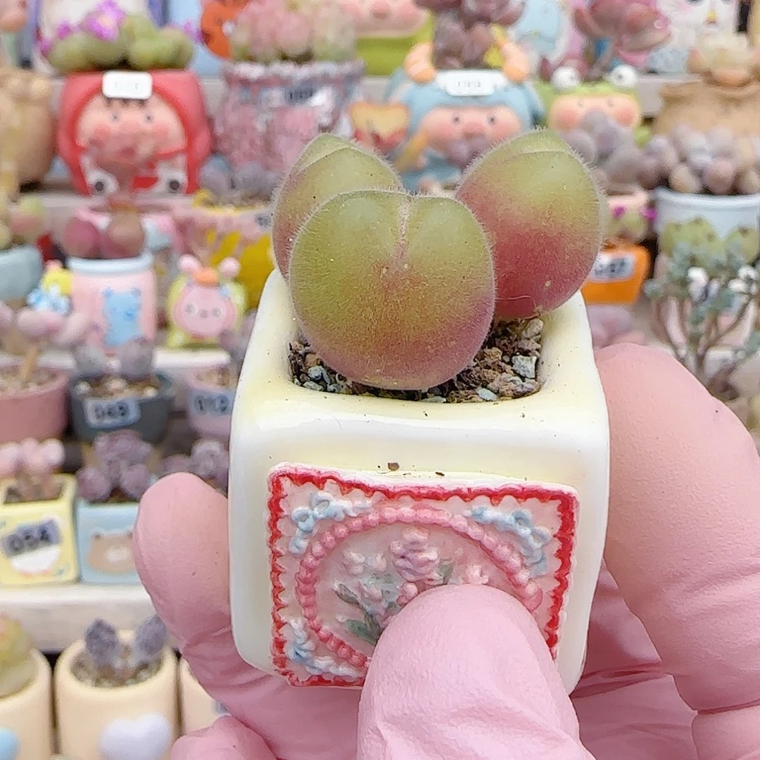 三头可爱毛翠 盆口2.5cm